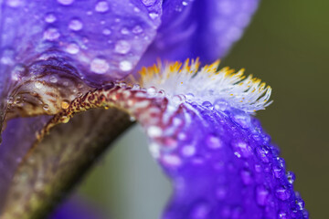 iris flower bud with water drop. Natural blur background. Violet, blue, yellow color