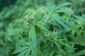 Marijuana cannabis plant farm for medical science use, indoor grown hemp weed tree,