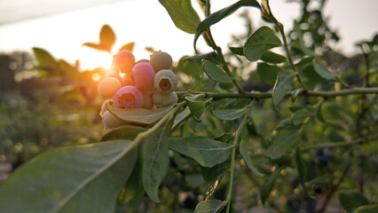 Fresh blueberries ready for seasonal picking on a farm.