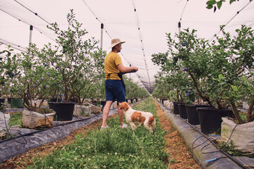 Farmer picking fresh blueberries on a farm with a company of a dog.