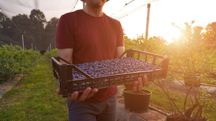Farmer picking fresh blueberries on a farm.