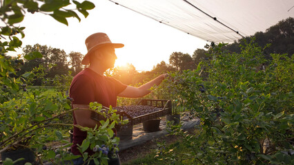 Farmer picking fresh blueberries on a farm.