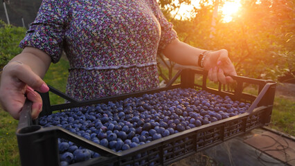Farmer picking fresh blueberries on a farm.