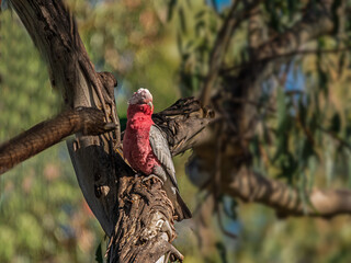 Alert Galah On Grungy Gum Tree