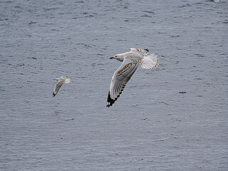 Gull Flying Above Gull Above Sea