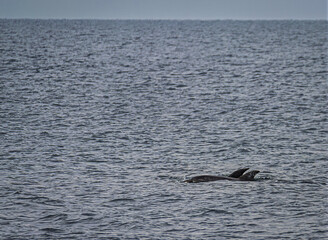 Pair Of Bottlenose Dolphins Broaching Calm Sea