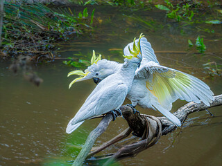 Pair Of Sulphur Crested Cockatoos Mating Ritual