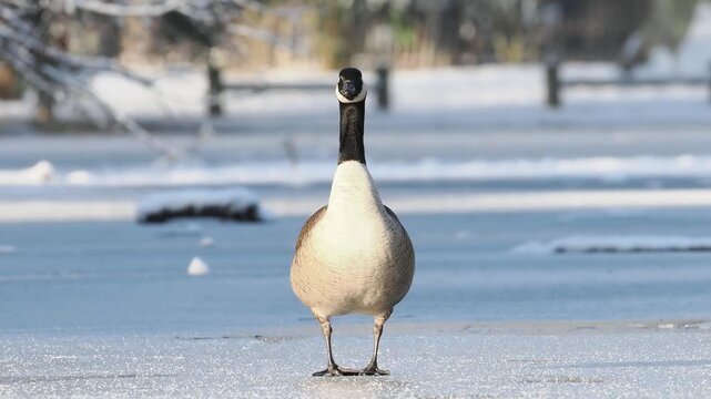 Groupe de Bernaches du Canada (Branta canadensis) sur un plan d&rsquo;eau gel&eacute; et enneig&eacute; en hiver, comportements sociaux et adaptation au froid en milieu urbain naturel