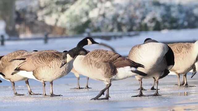 Groupe de Bernaches du Canada (Branta canadensis) sur un plan d&rsquo;eau gel&eacute; et enneig&eacute; en hiver, comportements sociaux et adaptation au froid en milieu urbain naturel