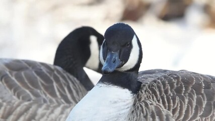 Groupe de Bernaches du Canada (Branta canadensis) sur un plan d’eau gelé et enneigé en hiver, comportements sociaux et adaptation au froid en milieu urbain naturel