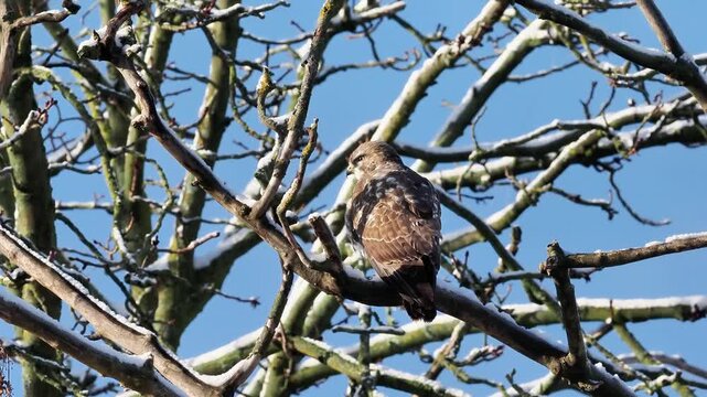 Buse variable (Buteo buteo) perch&eacute;e dans un arbre enneig&eacute; en hiver, rapace diurne observant son environnement