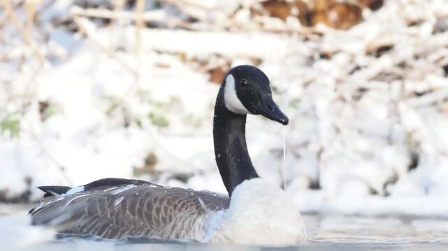 Groupe de Bernaches du Canada (Branta canadensis) sur un plan d&rsquo;eau gel&eacute; et enneig&eacute; en hiver, comportements sociaux et adaptation au froid en milieu urbain naturel