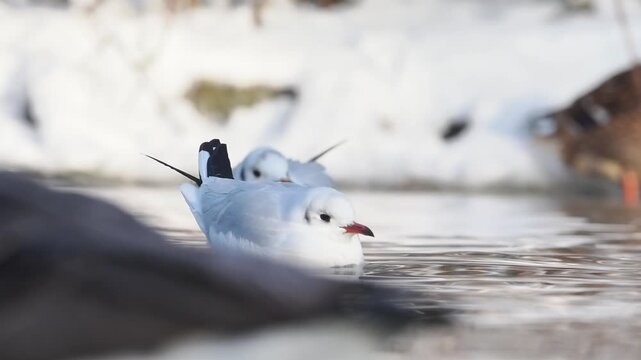 gallinule poule-d&rsquo;eau, gallinula chloropus, oiseau, oiseau aquatique, rallid&eacute;, rallidae, gruiformes, avifaune, faune sauvage, biodiversit&eacute;, nature, milieu naturel, zone humide, plan d&rsquo;eau, &eacute;tang, berg