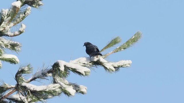 Pigeon biset (Columba livia) perch&eacute; sur une branche de conif&egrave;re enneig&eacute; en hiver