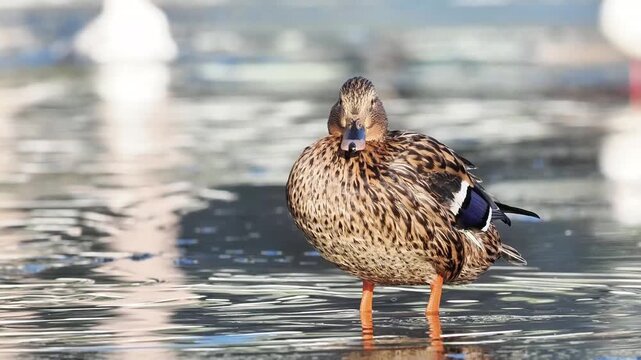 Canards colverts (Anas platyrhynchos) pos&eacute;s sur la neige en milieu humide urbain en hiver