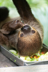 Fototapeta premium Close up of sloth eating fresh vegetables and fruits, upside-down position. Sloth during feeding time. Natural animal behaviour, feeding moment with visible claws and snout.