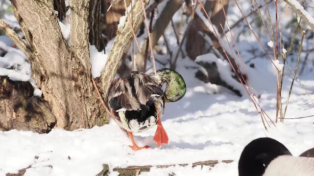 Canards colverts (Anas platyrhynchos) pos&eacute;s sur la neige en milieu humide urbain en hiver