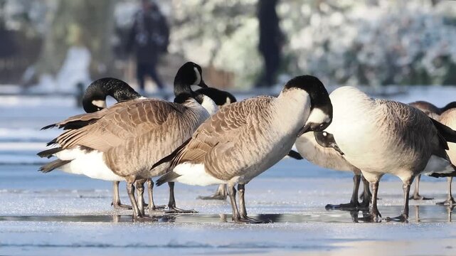 Groupe de Bernaches du Canada (Branta canadensis) sur un plan d&rsquo;eau gel&eacute; et enneig&eacute; en hiver, comportements sociaux et adaptation au froid en milieu urbain naturel