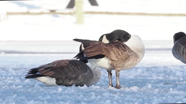 Groupe de Bernaches du Canada (Branta canadensis) sur un plan d&rsquo;eau gel&eacute; et enneig&eacute; en hiver, comportements sociaux et adaptation au froid en milieu urbain naturel