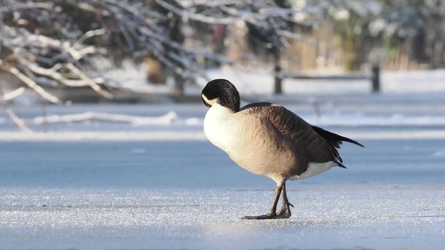 Groupe de Bernaches du Canada (Branta canadensis) sur un plan d&rsquo;eau gel&eacute; et enneig&eacute; en hiver, comportements sociaux et adaptation au froid en milieu urbain naturel