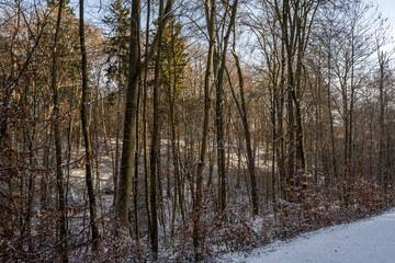 Snow-covered path through a quiet winter forest with tall trees on either side. Soft sunlight highlights the bare branches, creating a peaceful and serene atmosphere.