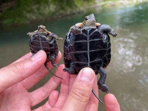 Japanese pond turtle,ニホンイシガメ, Mauremys japonica
