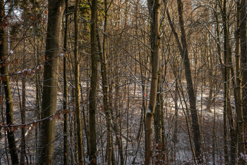 Winter forest with snow-dusted ground and tall, bare trees. Sunlight filters through the branches, casting soft light on the snowy path, perfect for peaceful walks and outdoor exploration.
