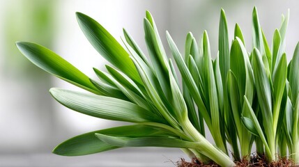 Obraz premium A plant with green leaves is in a pot