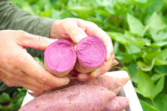 Fresh Purple Yam Halves in Hands, Healthy Garden Harvest