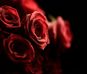 Dramatic Red Roses with Text on Black Background.