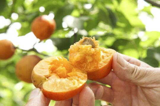 Fresh Apricots from Yantai Shandong Province Orchard