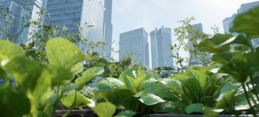 The plants thriving in a rooftop urban garden with skyscrapers in background