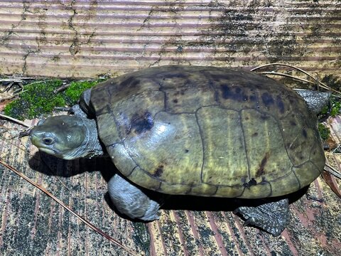 ヤエヤマイシガメ, Mauremys mutica kami