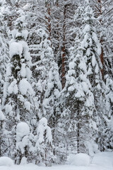 Wintery snow-covered forest