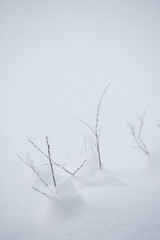 Wintery snow-covered forest