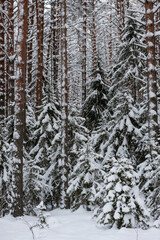 Wintery snow-covered forest