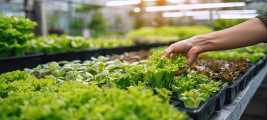 The Lettuce Harvest in a Modern Greenhouse with Hands Tending Fresh Salad Greens