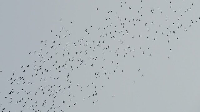 Flock of crows in the sky at sunset heading to their roosting grounds