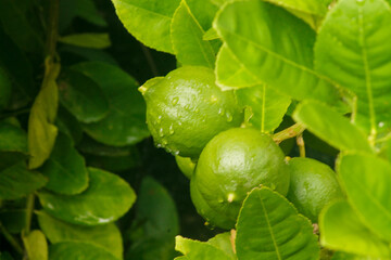 Fresh limes raw green lemons hanging on a lime tree. Green citrus lemon fruit and green leaves in garden. Citrus Limon grows on a tree branch. Lime tree garden and healthy food concept.