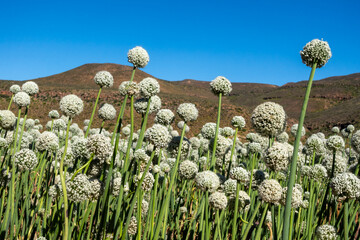 Lush onion field cultivated for seed production near the historic hamlet of Wupperthal in the Cederberg Mountains, Western Cape, South Africa. Flourishing agriculture in rugged Karoo landscape.