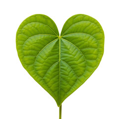 heart shaped leaf