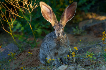 Cape scrub hare (Lepus saxatilis), also known as ribbokhaas, in dense undergrowth near historic Wupperthal village, Cederberg Mountains, Western Cape, South Africa. Nocturnal animal in fynbos habitat.
