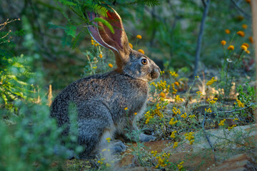 Cape scrub hare (Lepus saxatilis), also known as ribbokhaas, in dense undergrowth near historic Wupperthal village, Cederberg Mountains, Western Cape, South Africa. Nocturnal animal in fynbos habitat.