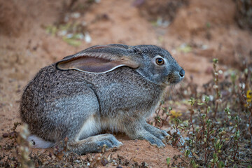 Cape scrub hare (Lepus saxatilis), also known as ribbokhaas, in dense undergrowth near historic Wupperthal village, Cederberg Mountains, Western Cape, South Africa. Nocturnal animal in fynbos habitat.