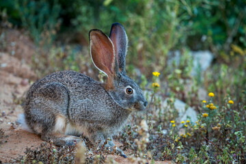 Fototapeta premium Cape scrub hare (Lepus saxatilis), also known as ribbokhaas, in dense undergrowth near historic Wupperthal village, Cederberg Mountains, Western Cape, South Africa. Nocturnal animal in fynbos habitat.