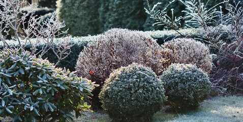 Garden plants transforming into icy sculptures with hoarfrost covering shrubs and branches on a cold winter morning