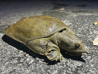 Obraz premium スッポン, Pelodiscus sinensis, Chinese softshell turtle