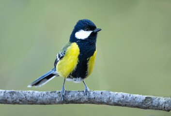 Fototapeta premium Cinematic close-up of a Green-backed Tit with yellow and green plumage