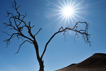 Dead tree in Namib Desert