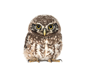 Obraz premium Cute Baby Owl with Soft Round Eyes on White Background
